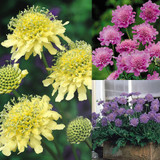 Scabiosa Collection (7cm Pot Grown Plants)