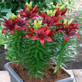 Lilium Happy Love
