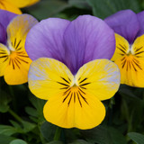 Viola Teardrops Collection
