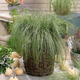 Carex comans 'Frosted Curls'
