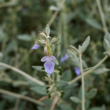 Teucrium fruticans