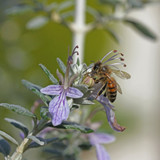 Teucrium fruticans