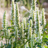 Agastache foeniculum 'Alabaster'