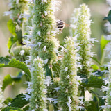 Agastache foeniculum 'Alabaster'