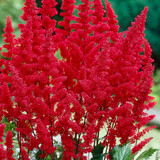 Astilbe 'Fanal'