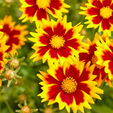 Coreopsis Solar Jewel