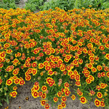 Coreopsis Solar Jewel