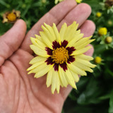 Coreopsis Solar Moon