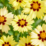 Coreopsis Solar Moon