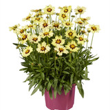 Coreopsis Solar Moon