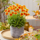 Coreopsis Solar Collection