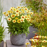 Coreopsis Solar Collection