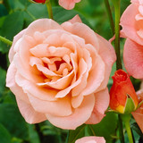 Rose 'Elizabeth of Glamis'