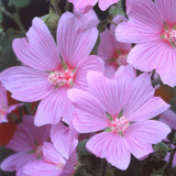 Lavatera Olbia Rosea