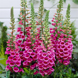 Digitalis purpurea Red