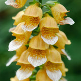 Digitalis lanata