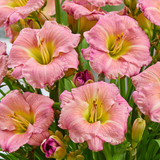 Hemerocallis Soft Secrets