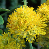 Thalictrum Flavum Glaucum (Yellow)