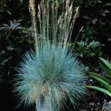 Ornamental Grass Collection x 5