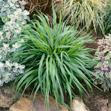 Ornamental Grass Collection x 5