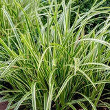 Carex morrowii 'Ice Dance'