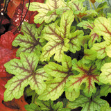 Heucherella 'Alabama Sunrise'
