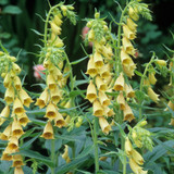 Digitalis Collection 5cm Module