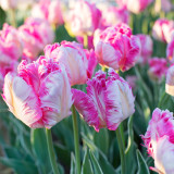 Tulip 'Silver Parrot'