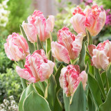 Tulip 'Silver Parrot'