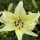 Lilium Sweet Surrender 14/16cm