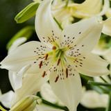 Lilium Sweet Surrender 14/16cm