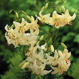 Lilium Sweet Surrender 14/16cm