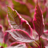 Cornus alba 'Miracle'