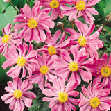 Anemone hupehensis 'Prinz Heinrich'