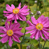 Anemone hupehensis 'Prinz Heinrich'