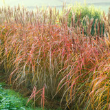 Miscanthus sinensis 'Malepartus' Hedge