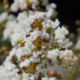 Lagerstroemia Indica 'With love virgin'