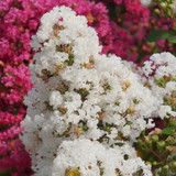 Lagerstroemia Indica 'With love virgin'