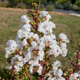 Lagerstroemia Indica 'With Love Virgin'