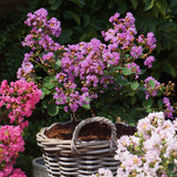 Lagerstroemia indica 'With love Eternal'