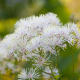 Thalictrum Collection