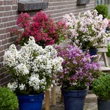 Lagerstroemia indica 'With Love' Collection