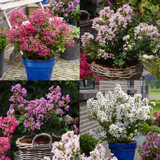 Lagerstroemia indica 'With Love' Collection