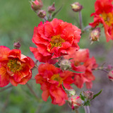 Geum Premium Collection
