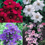 Clematis Popular Collection