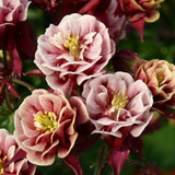 Aquilegia vulgaris 'Winky Red-White'