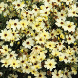 Coreopsis 'Buttermilk'
