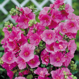 Lavatera 'Ruby Star'