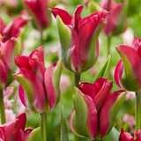 Tulip 'Green Love'