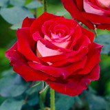 Rose 'Nicole'